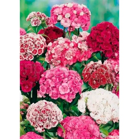 Гвоздика турецкая махровая смесь окрасок 0,2г Гвоздика турецкая махровая смесь окрасок 0,2г