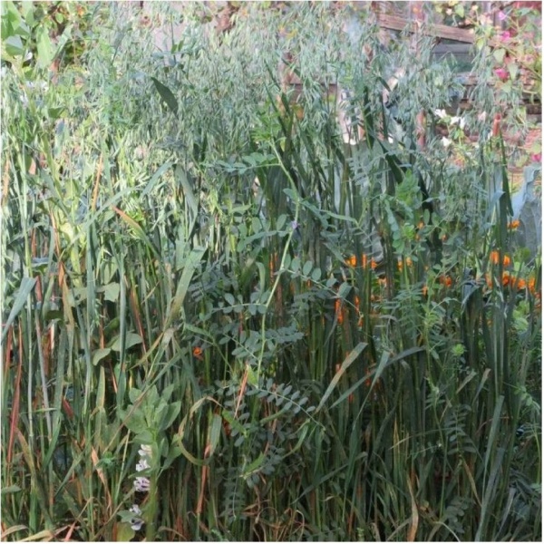 Семена трав Вико-овсяная смесь 1 кг