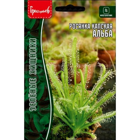 Редкие растения Росянка Альба капская  3 шт  Редкие растения Росянка Альба капская  3 шт
