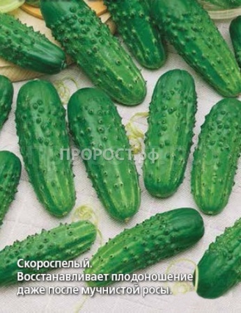 Огурец Конкурент 5г  Огурец Конкурент 5г