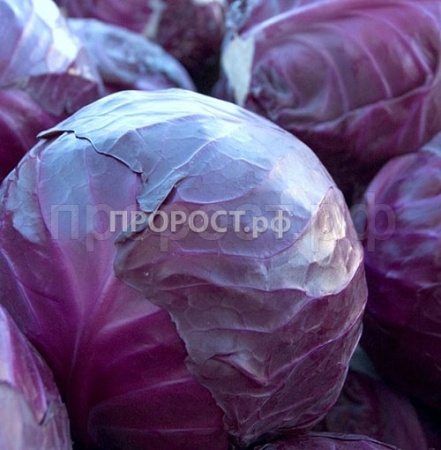 Капуста краснокочанная Марс МС 3г  Капуста краснокочанная Марс МС 3г