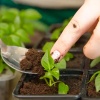 Грунт TERRA VITA Живая Земля Фиалка-кампанула-папоротник 5л Грунт TERRA VITA Живая Земля Фиалка-кампанула-папоротник 5л