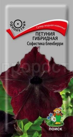 Петуния гибридная Софистика блекберри 5шт Петуния гибридная Софистика блекберри 5шт