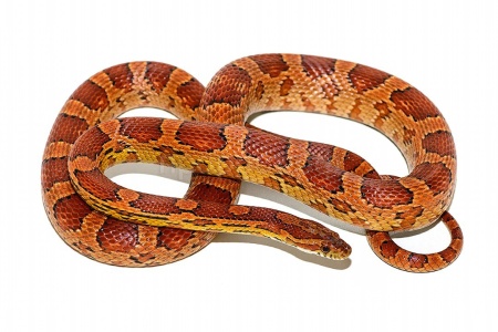Змея Полоз маисовый (Pantherophis guttatus)  Змея Полоз маисовый (Pantherophis guttatus)